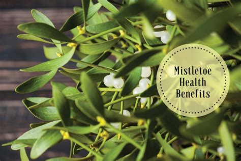 Ancient Remedies: Mistletoe's Role in Traditional Medicine